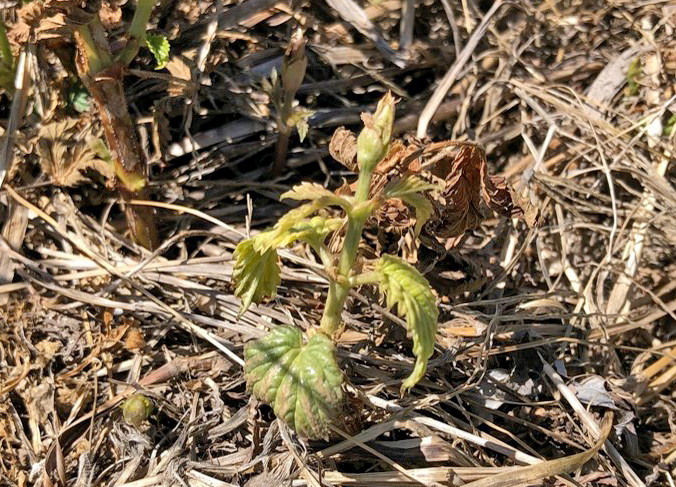 Downy mildew spike on hop.